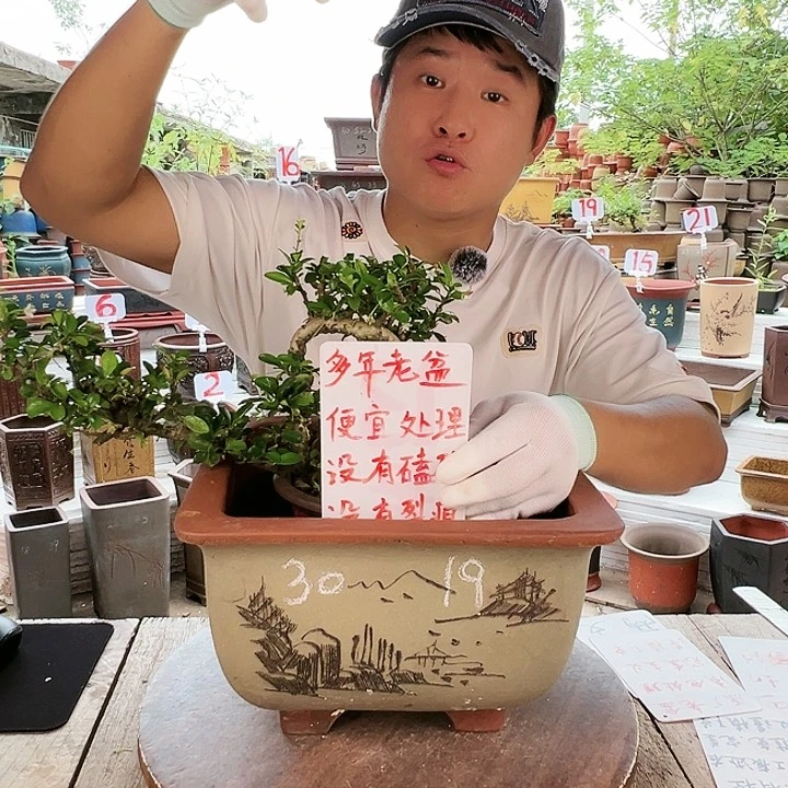 紫砂20CM（含）-50CM（不含）