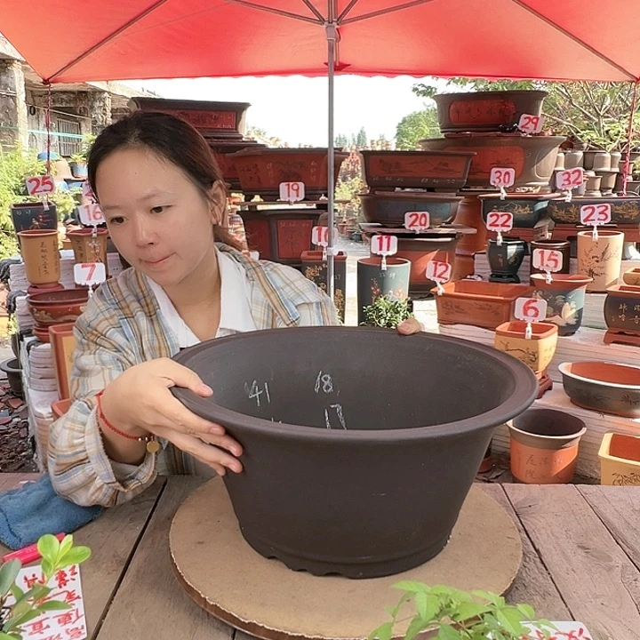 紫砂20CM（含）-50CM（不含）