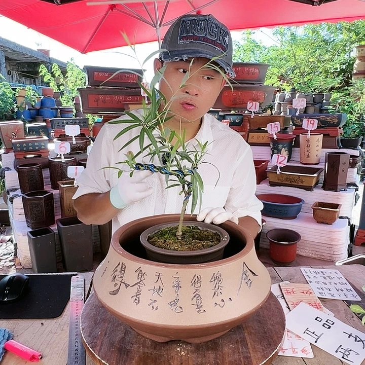 紫砂20CM(含)-50CM(不含)