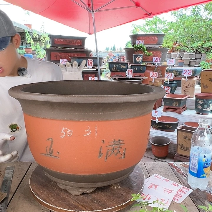 紫砂20CM（含）-50CM（不含）
