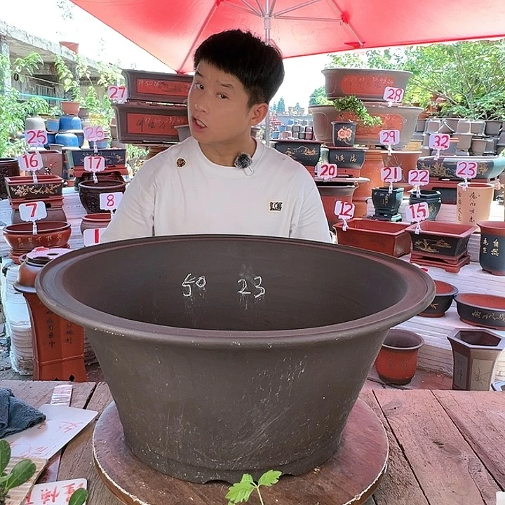 紫砂20CM（含）-50CM（不含）