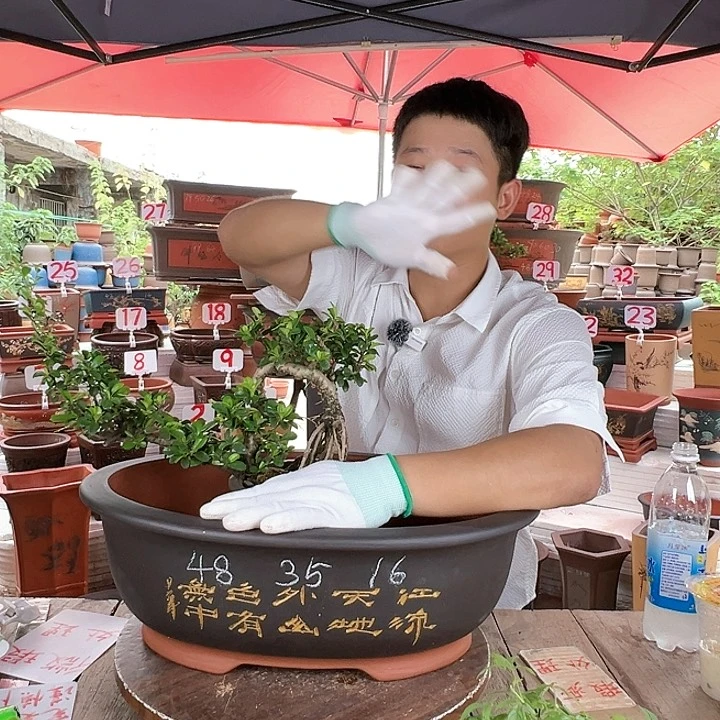 紫砂20CM（含）-50CM（不含）