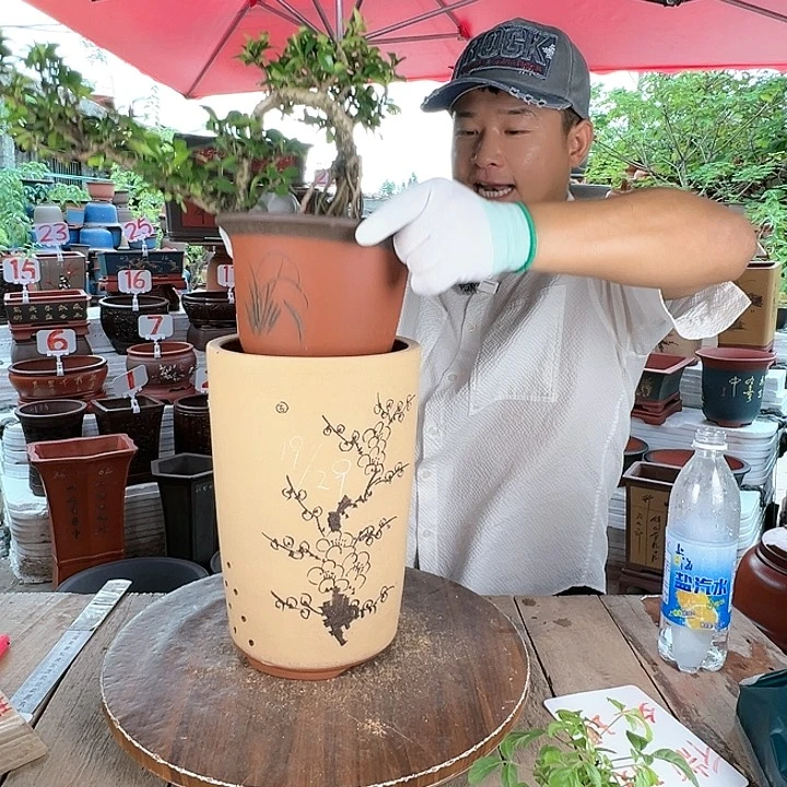 紫砂20CM（含）-50CM（不含）