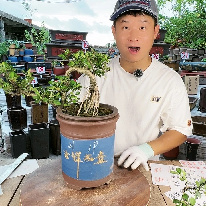 紫砂20CM（含）-50CM（不含）