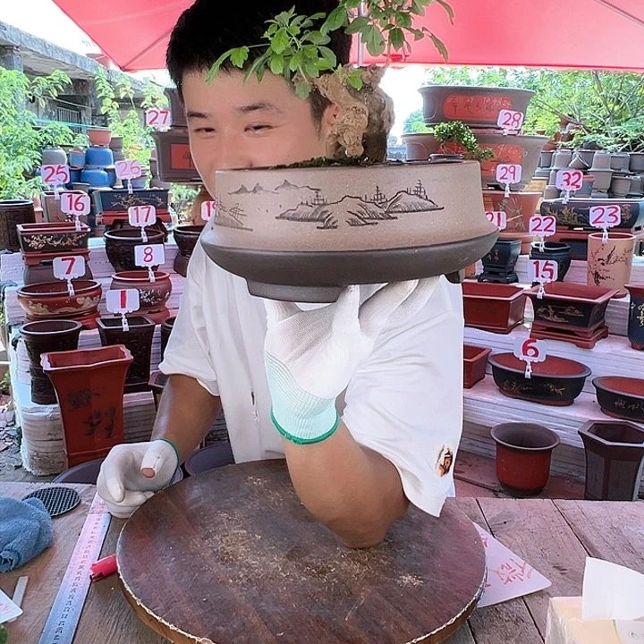 紫砂20CM（含）-50CM（不含）
