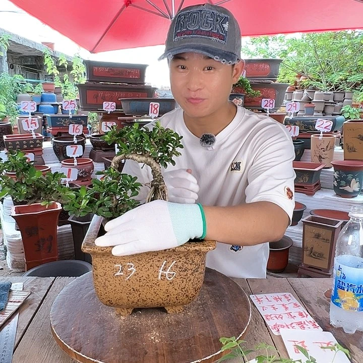 紫砂20CM（含）-50CM（不含）