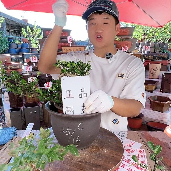 紫砂20CM（含）-50CM（不含）