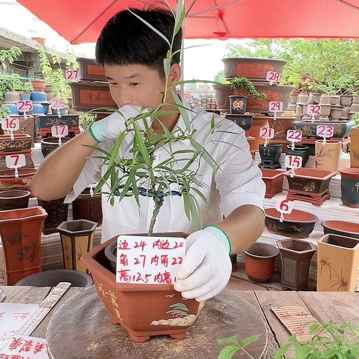 紫砂20CM（含）-50CM（不含）