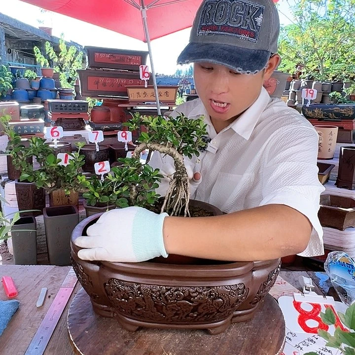 紫砂20CM（含）-50CM（不含）