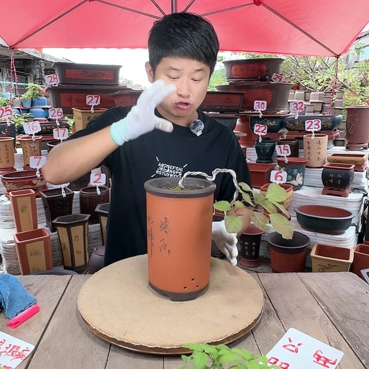 紫砂20CM（含）-50CM（不含）