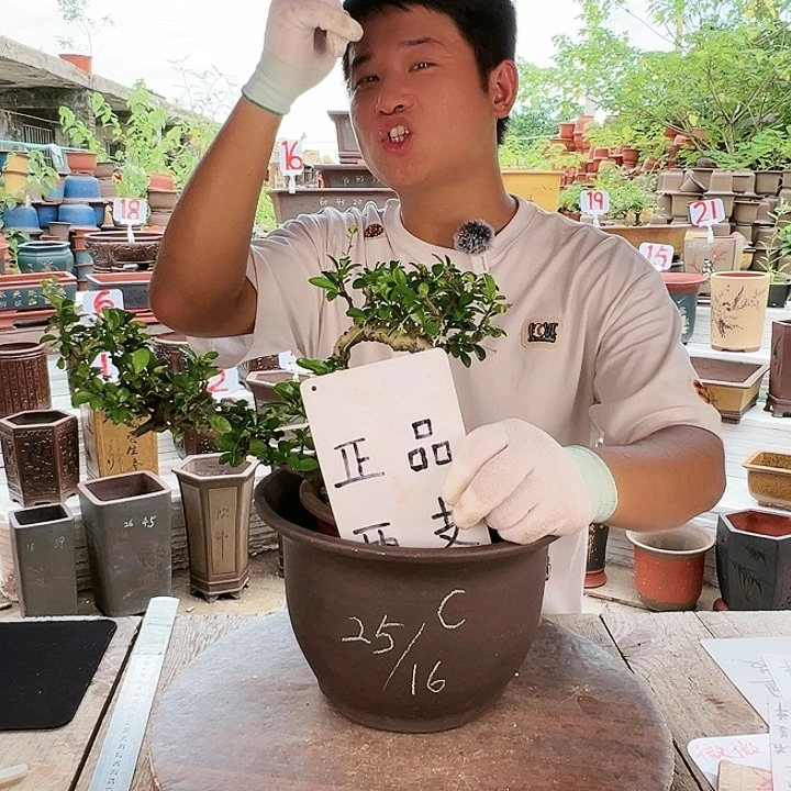 紫砂20CM（含）-50CM（不含）