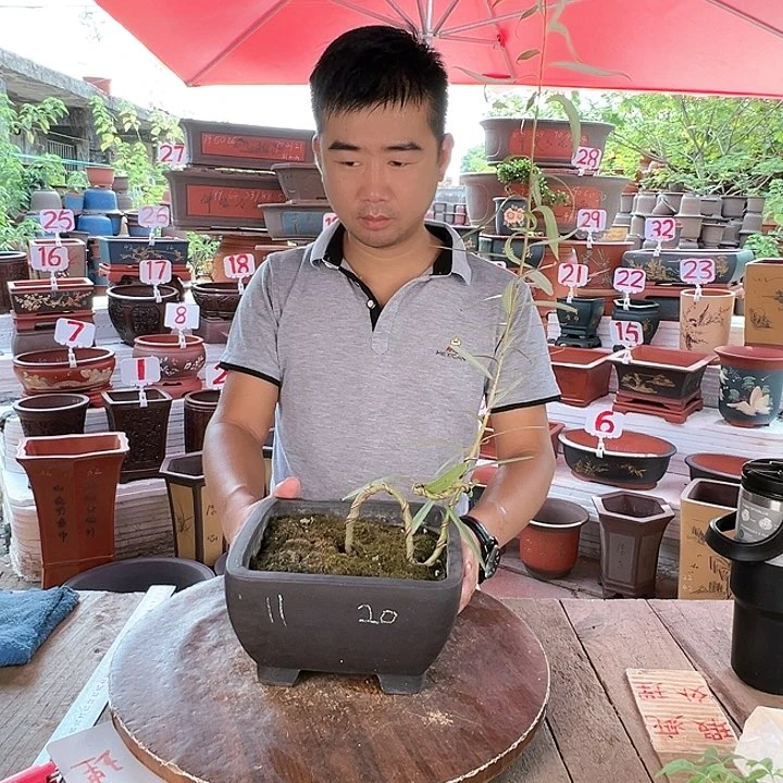 紫砂20CM（含）-50CM（不含）