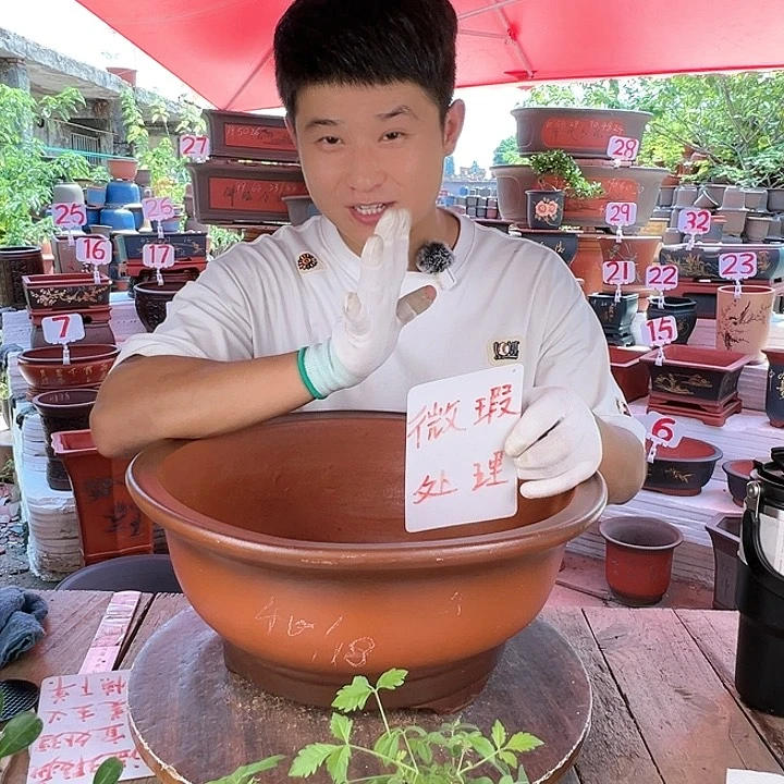 紫砂20CM(含)-50CM(不含)