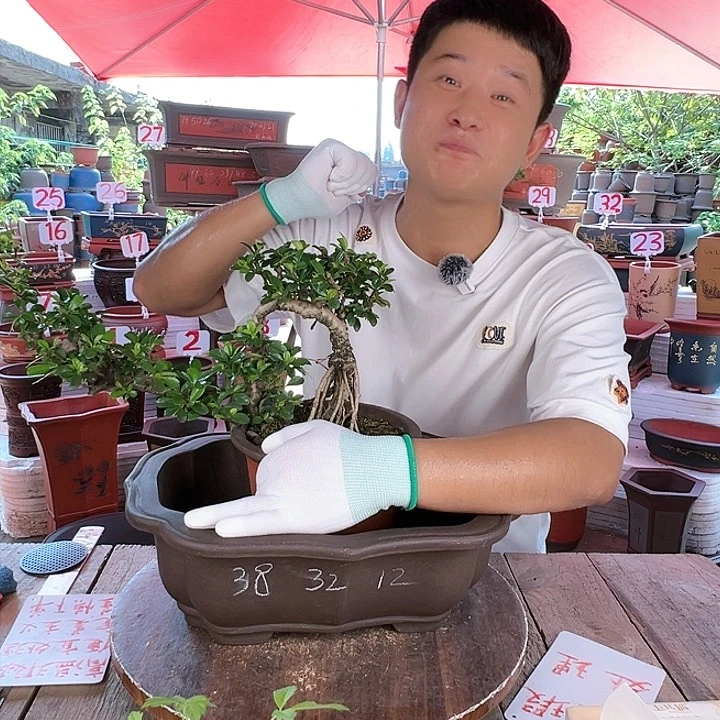 紫砂20CM（含）-50CM（不含）