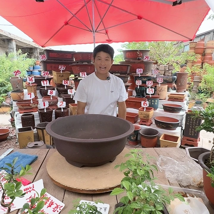 紫砂20CM（含）-50CM（不含）