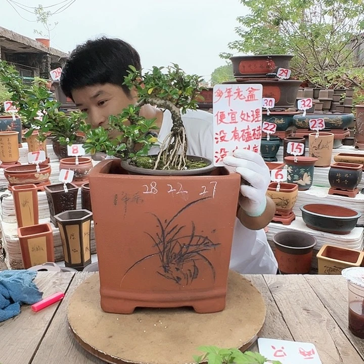 紫砂20CM（含）-50CM（不含）