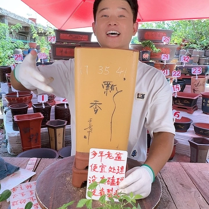 紫砂20CM(含)-50CM(不含)