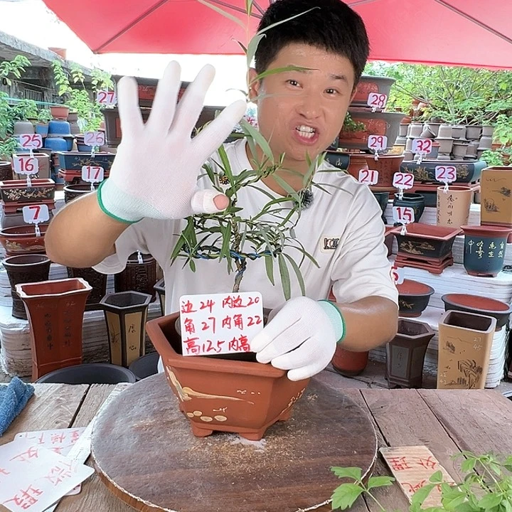 紫砂20CM（含）-50CM（不含）
