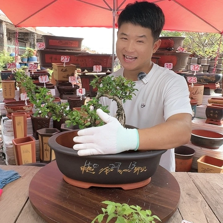 紫砂20CM(含)-50CM(不含)