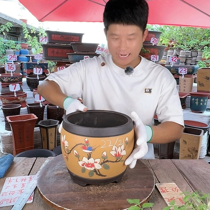 紫砂20CM(含)-50CM(不含)