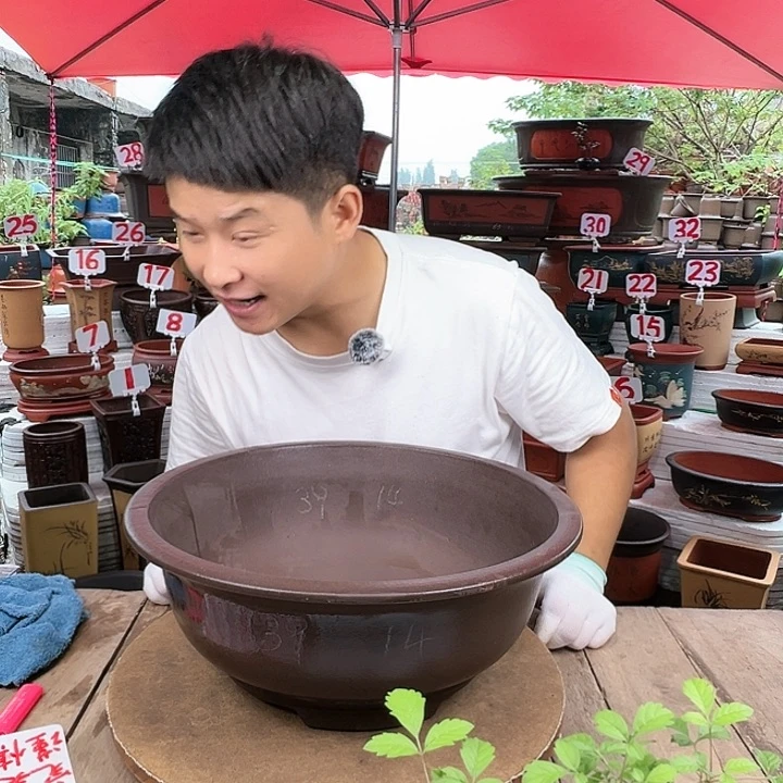 紫砂20CM(含)-50CM(不含)