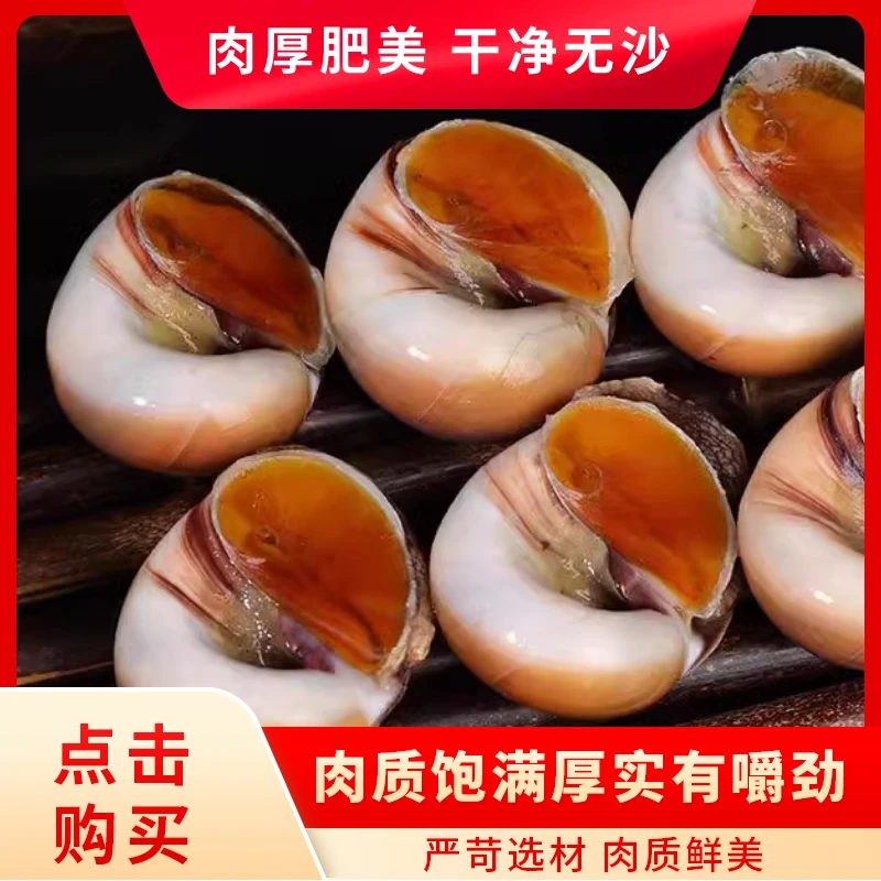 东港猫眼螺鲜活发货【保鲜不保活】个别有轻微沙。介意勿拍！！
