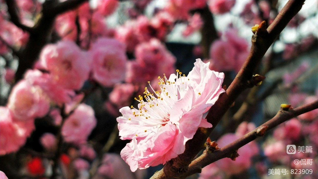 <别角挽水>稀有梅花耐寒好养开花浓香地栽盆栽都可以