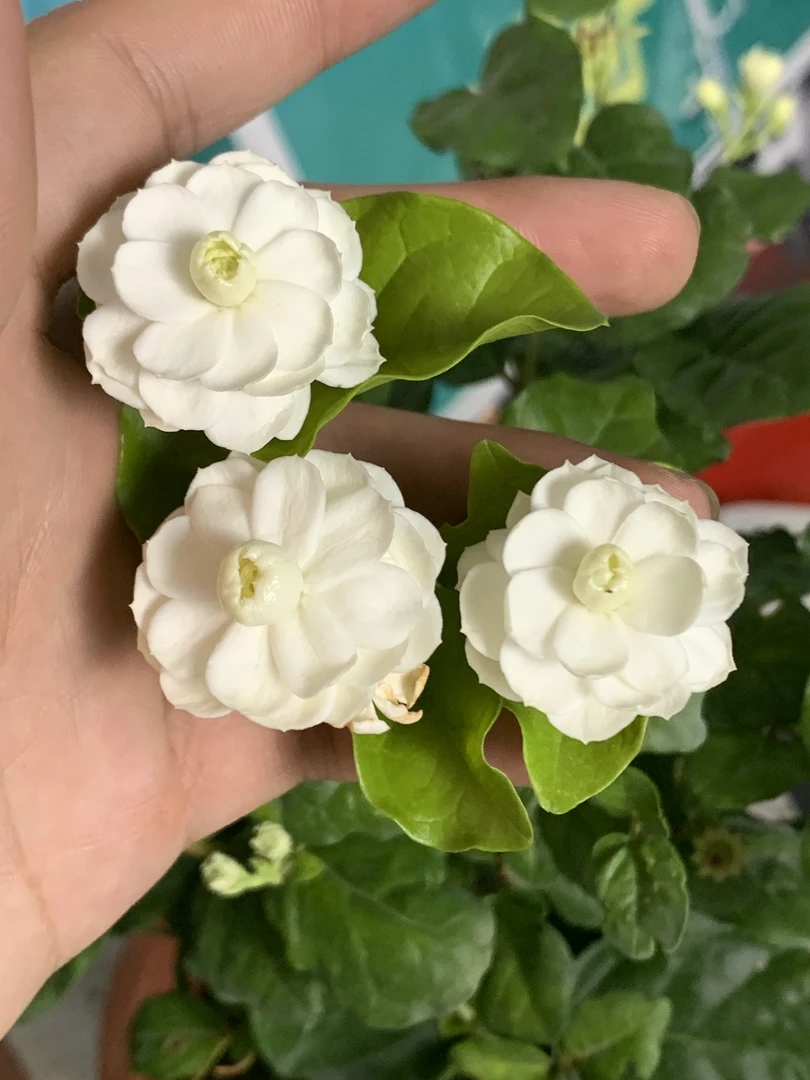 【发顺丰】【尖叶宝珠茉莉】广西横县新品种茉莉花盆栽老桩花苞