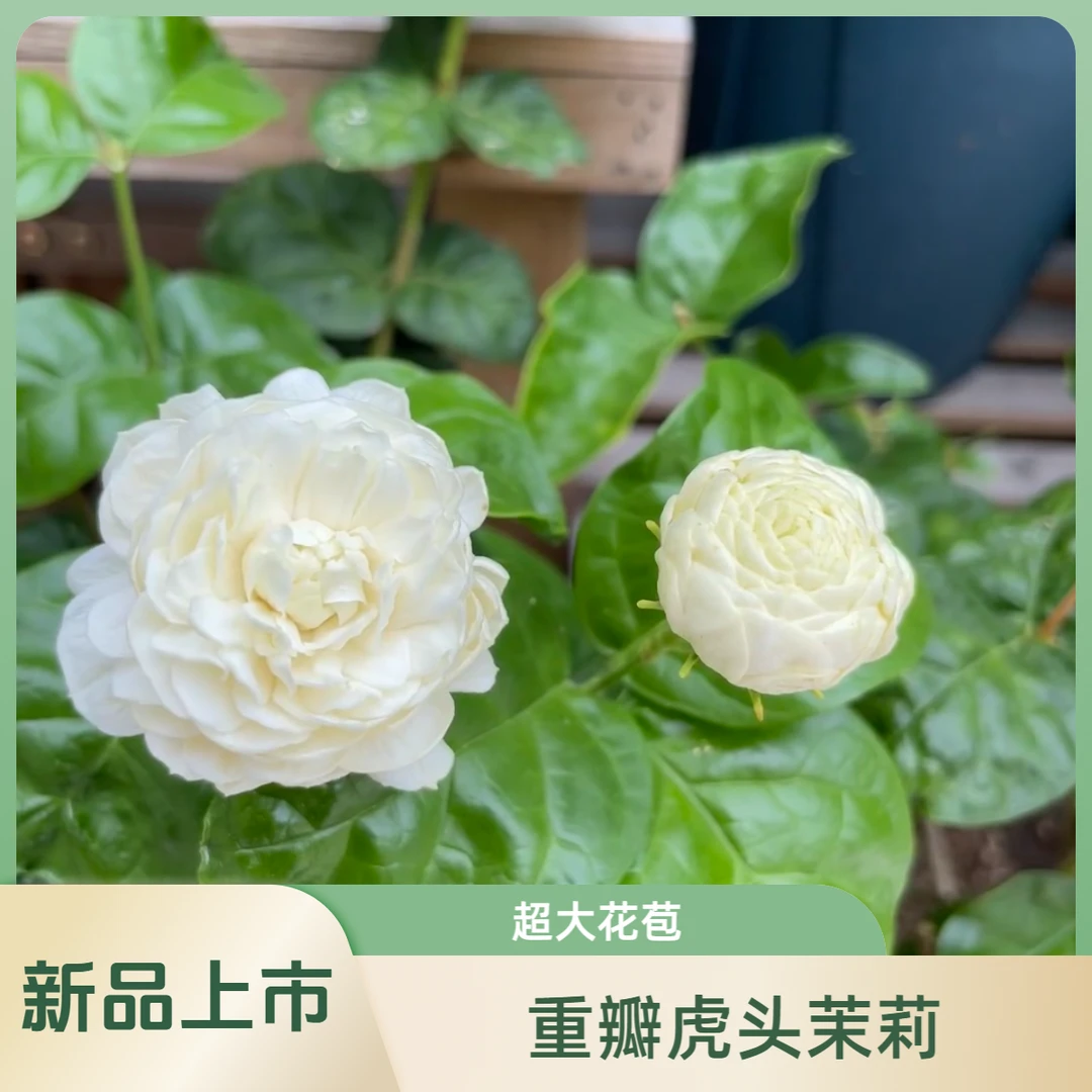 新品上市重瓣虎头新品种精品植株茉莉花盆栽高颜值多花苞产地直销