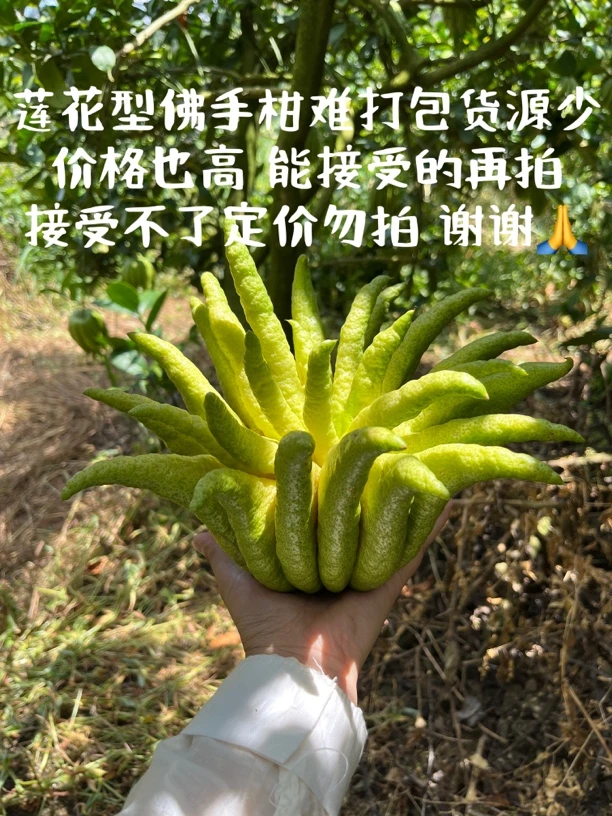 【鲜花旅馆】莲花型佛手柑专拍链接 花一样的佛手柑 此链接全莲花～