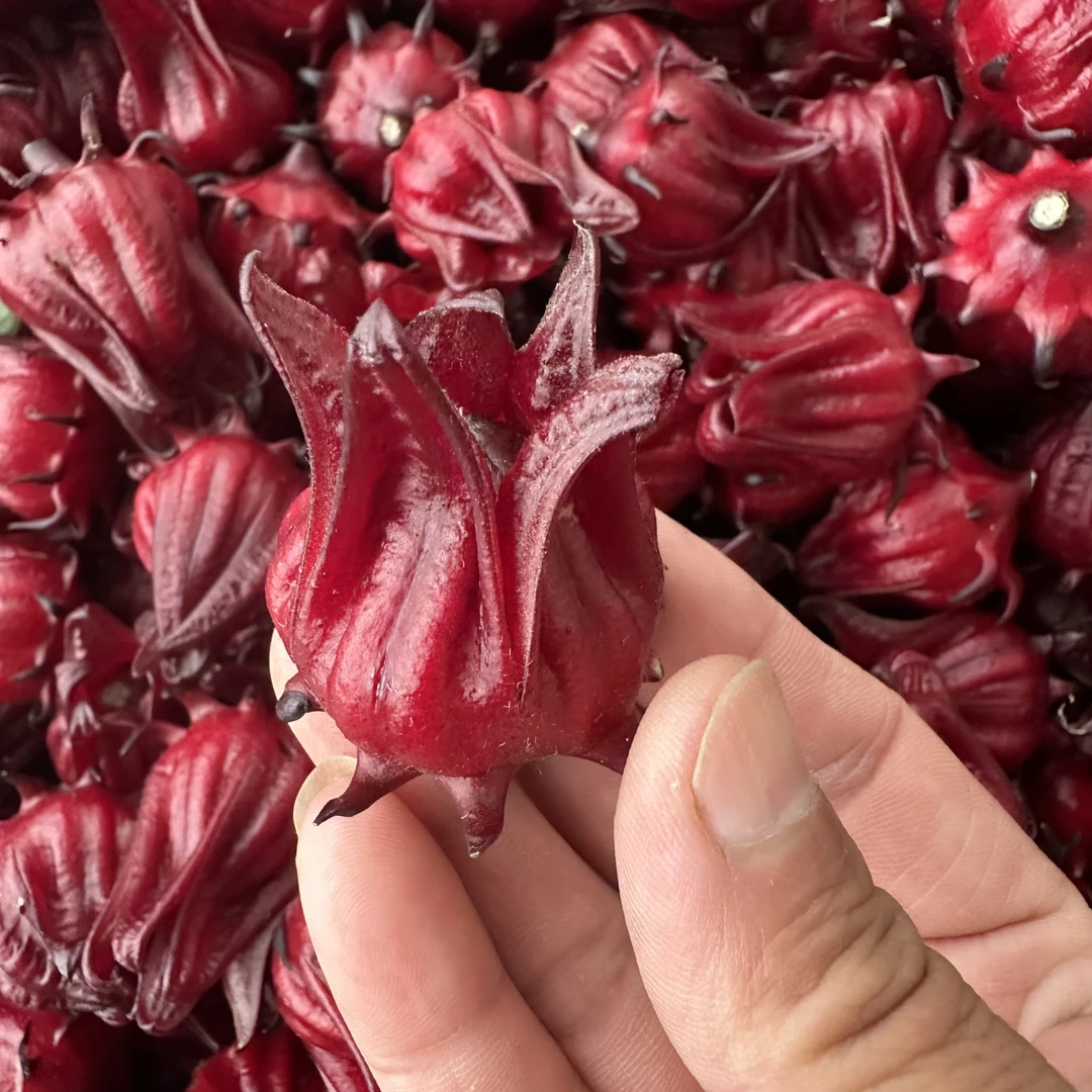 【云货心选】新鲜洛神花