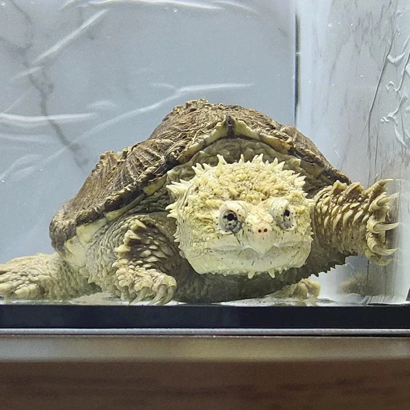 【恩宠佛鳄】名种野后爆刺白佛黑佛苗子亚成活物人工养殖观赏宠物龟