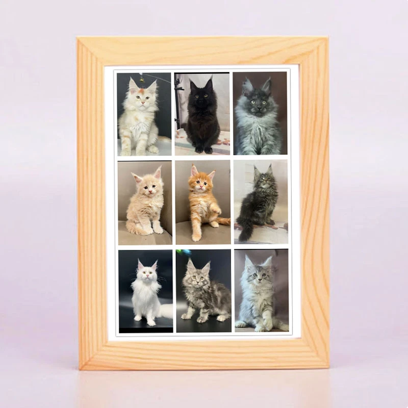 佳贝缅因猫 宠物猫相册定制定金