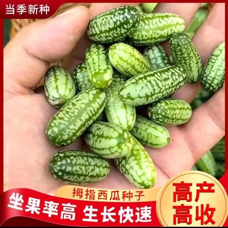 拇指西瓜种子小西瓜迷你蔬菜可吃四季阳台种植小拇指西瓜高产坐果