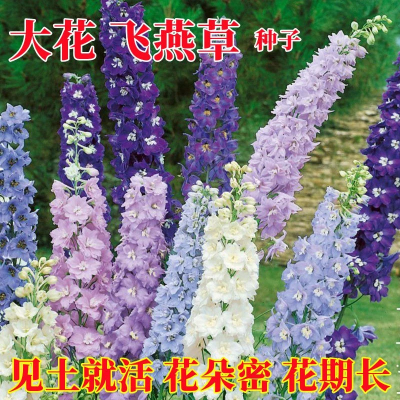 【秋播】大花飞燕草四季播种花种子耐寒庭院花园地栽室外植物花卉花