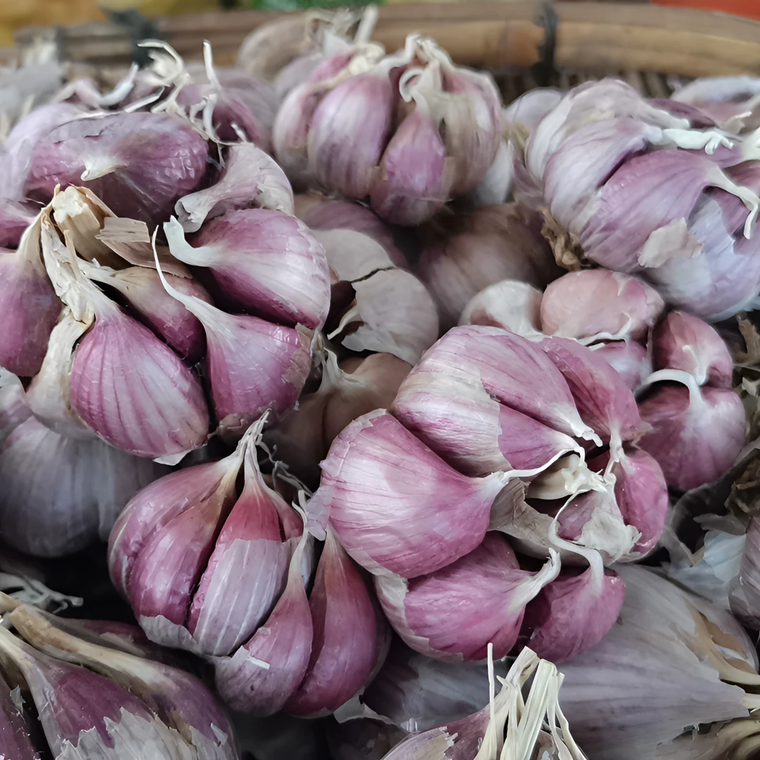 大蒜大蒜头云南特产农家自种子籽紫皮蒜土红打算干蒜种大中小整果