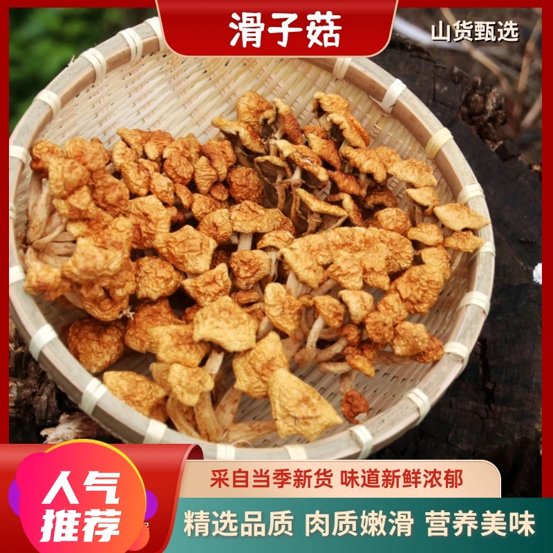 野生滑子菇东北特产蘑菇香菇无根小鸡炖蘑菇蘑菇丁长白山干货榛蘑