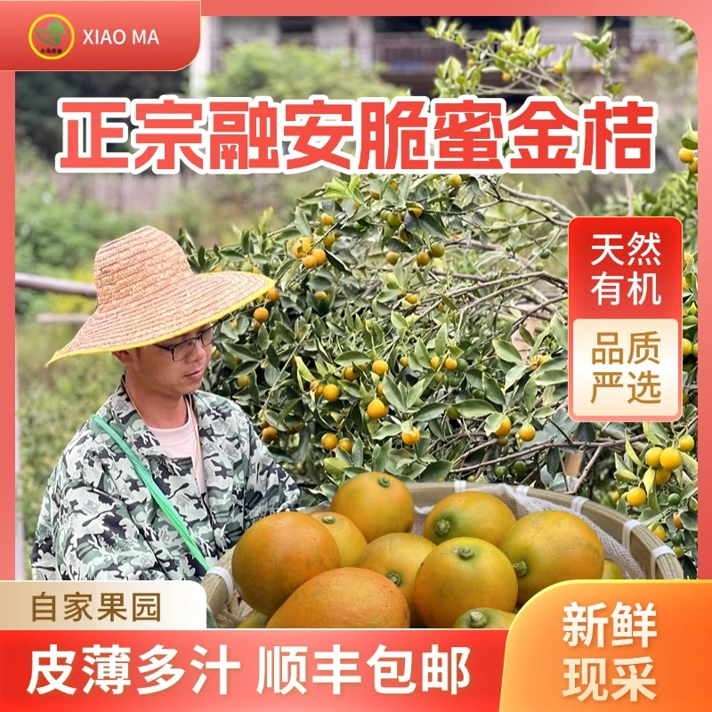 正宗融安脆蜜金桔送礼款2斤装