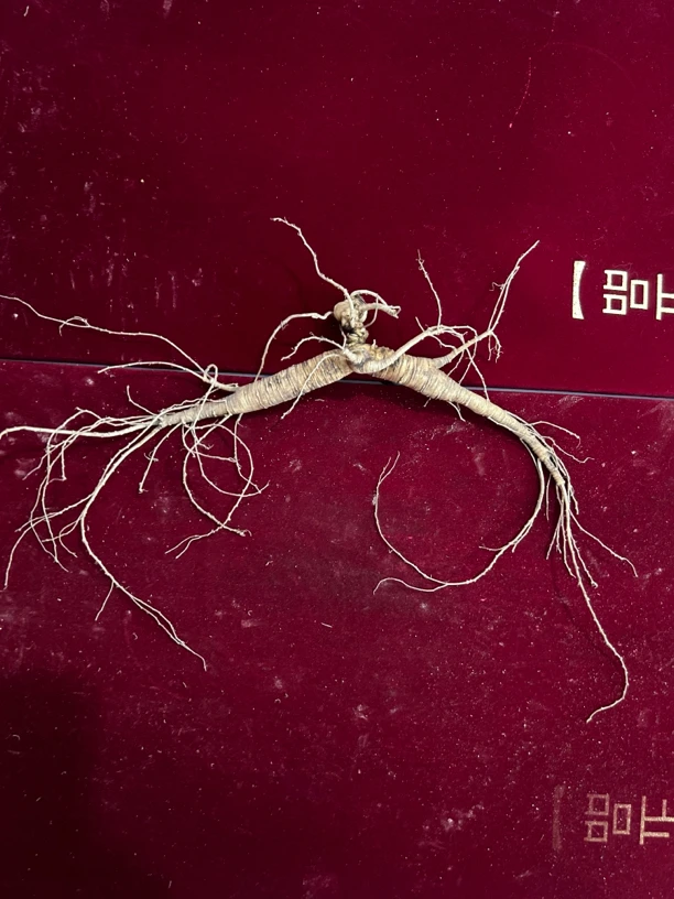 长白山林下籽货（有伤残）10颗约260克