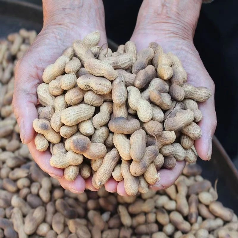【新鲜2斤装】手工铁锅炒花生新鲜正宗即食原味炒花生带壳特产5斤装