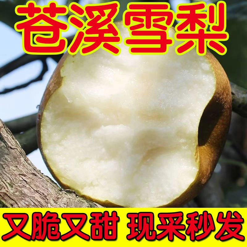 苍溪雪梨四川广元特产新鲜水果施家梨黄皮雪花梨子秤砣梨整箱包邮