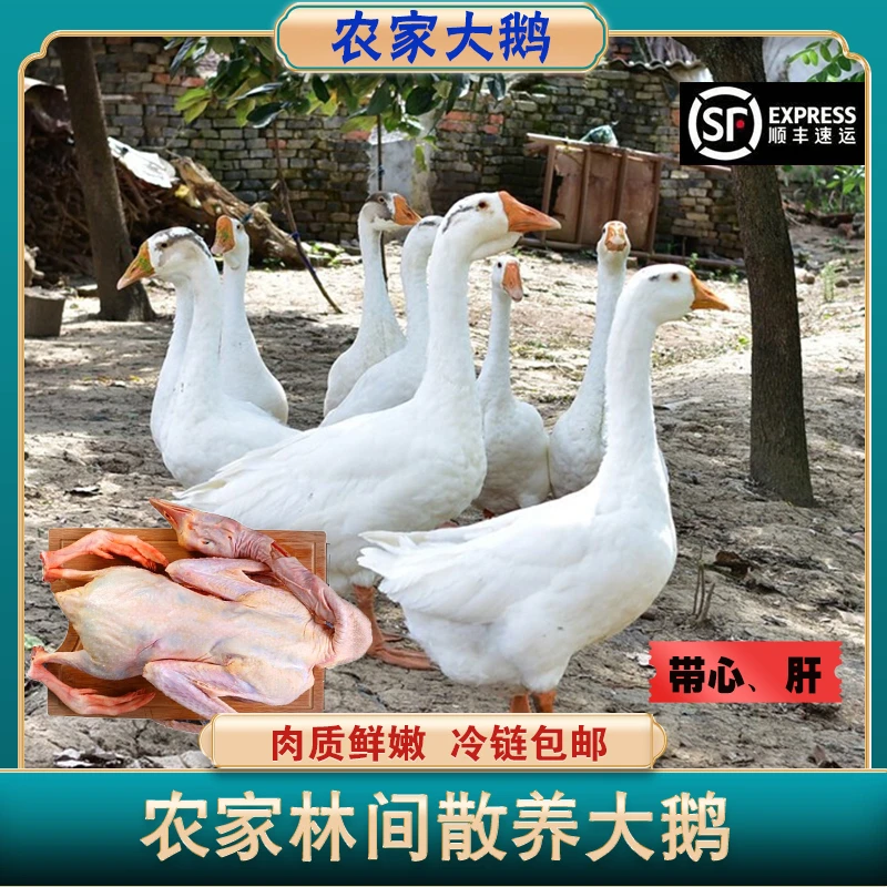 散养大鹅净重7斤 10斤左右 整只农家现杀新鲜大鹅 顺丰冷链发货