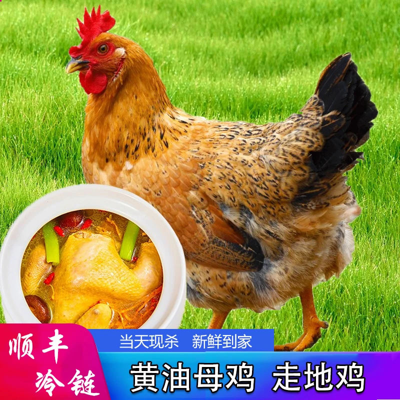 【拍一发四】到手4只散养黄油母鸡 现杀土鸡 冷链发货 4只净重8~9斤
