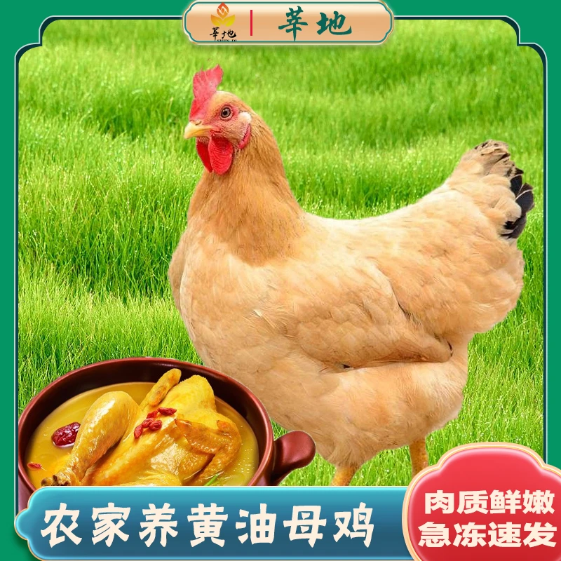 农家散养黄油母鸡 新鲜现杀土鸡 冷链发货 2只共重4.5~5斤左右
