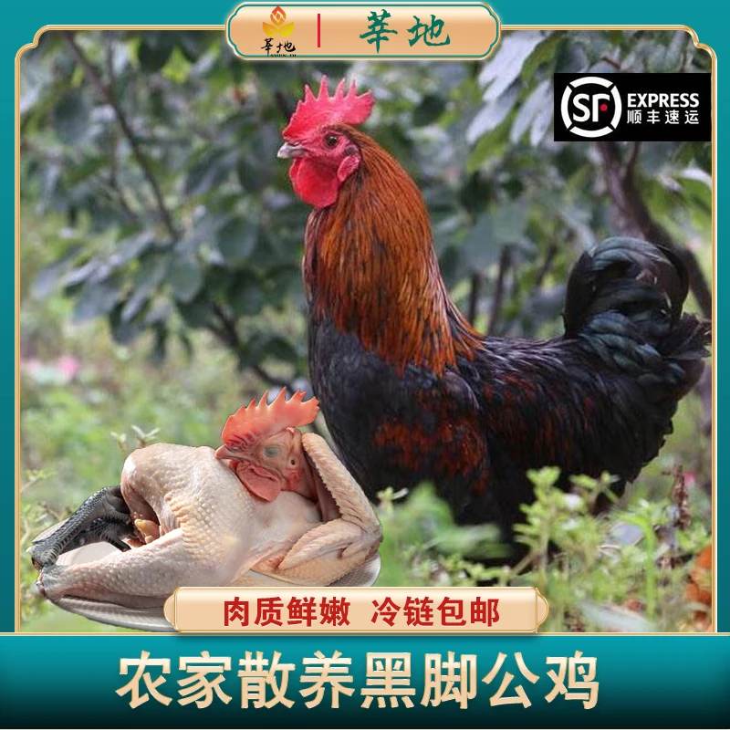 散养黑脚大公鸡 农家生态喂养走地鸡 顺丰冷链发货 单只净重3斤