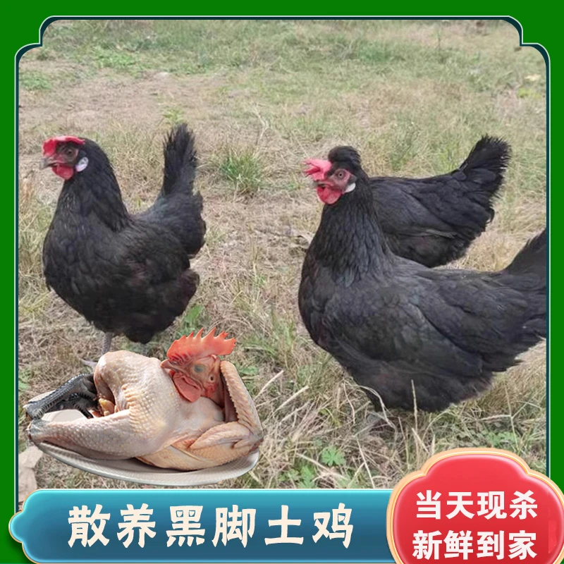 【拍1发3】正宗农村生态散养新鲜黑脚土鸡 净膛发货 3只净重5.5-6斤