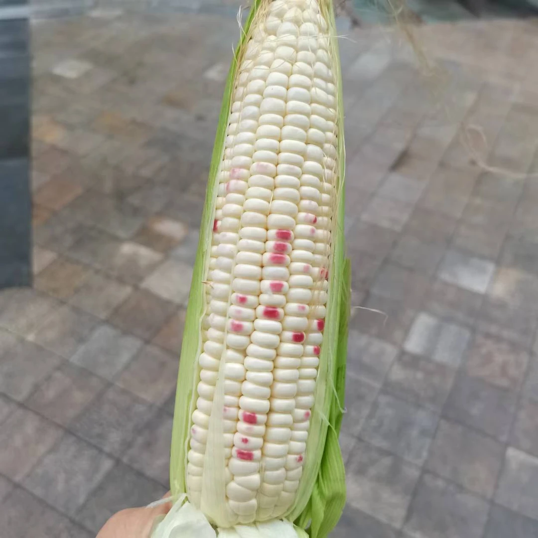 新鲜花糯玉米4斤