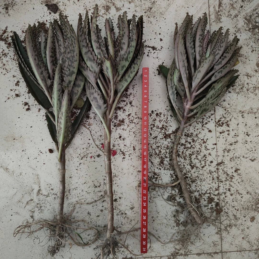 窄叶不死鸟绿植带根苗嫁接长寿花的砧木好养易活多肉植物落地生根