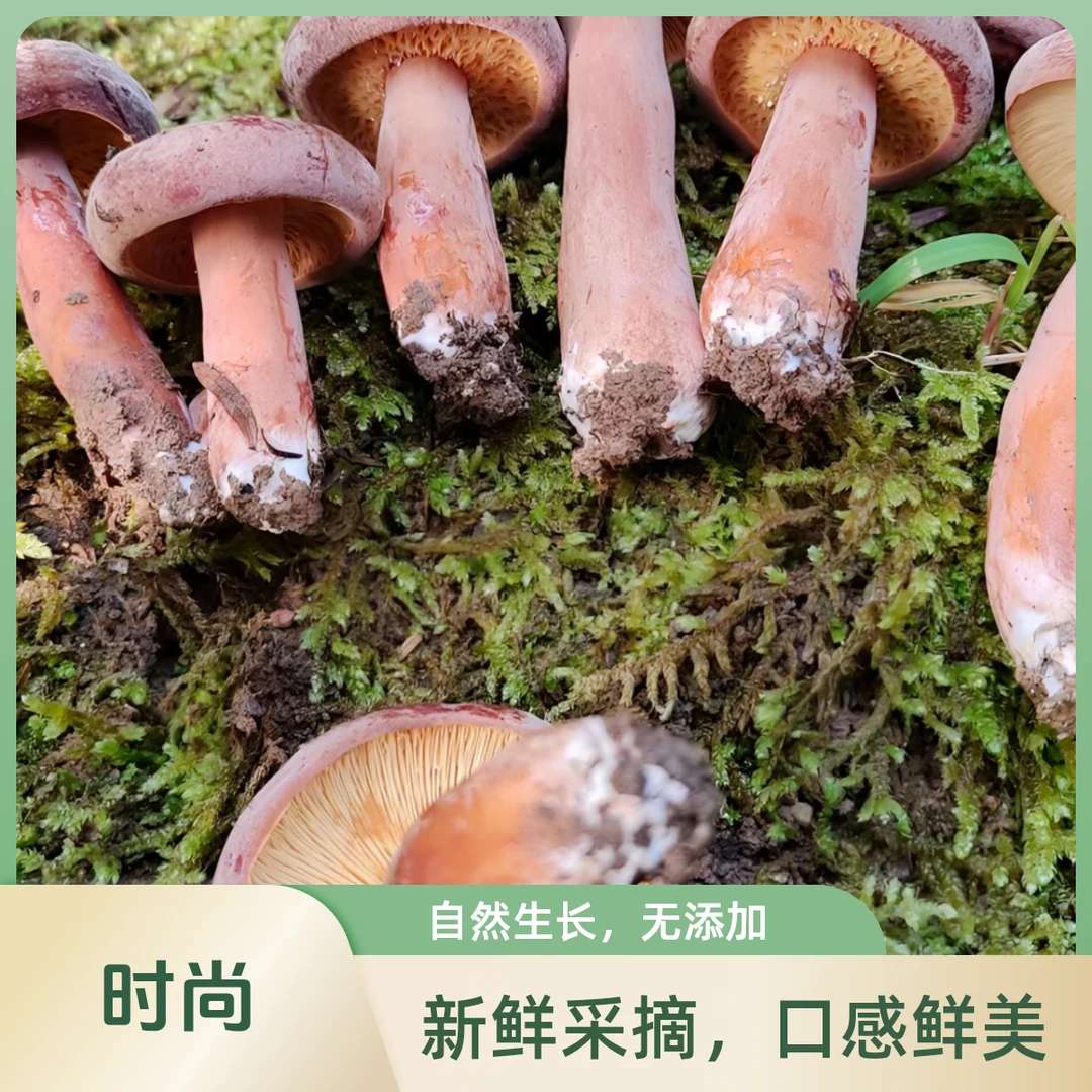 云南新鲜野生红奶浆菌500克—1000克顺丰冷链空运包邮