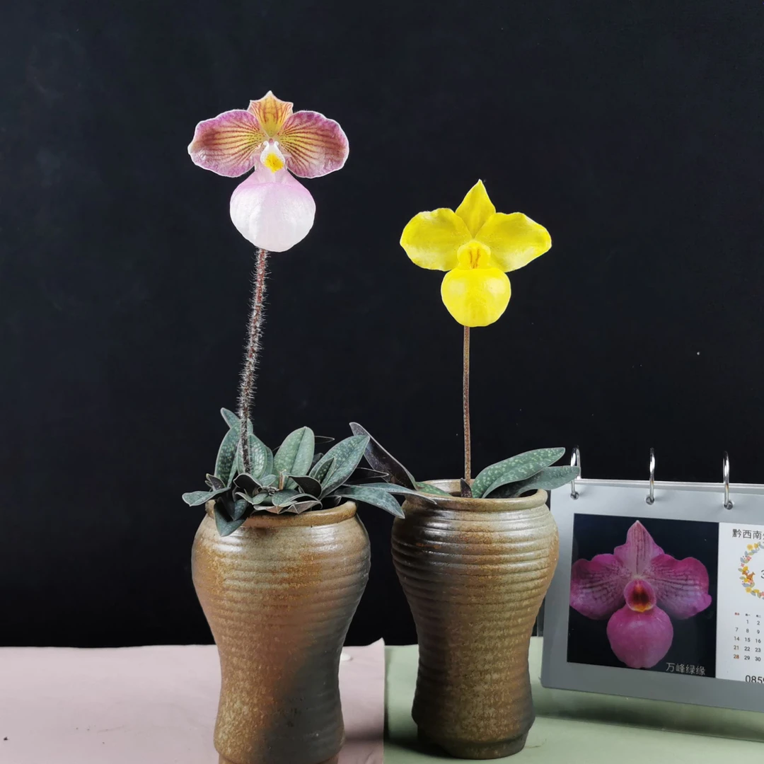 【玉女、金童兜兰】人工培育苗粉黄色兰花室内桌面绿植盆栽耐冷好养